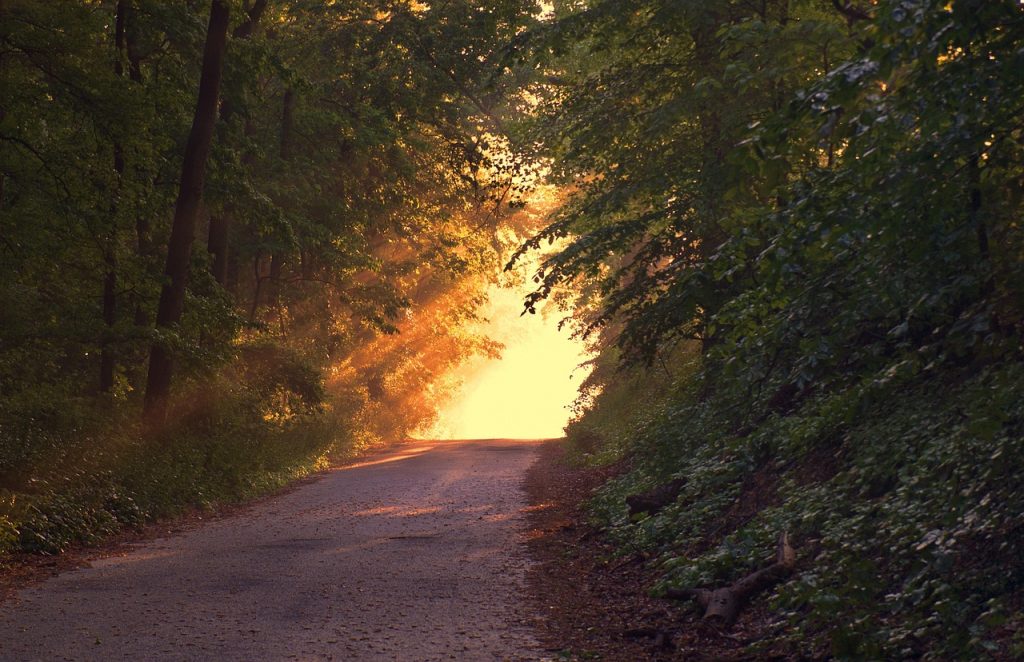 forest, path, sunset, sunlight, way, dusk, trees, woods, foliage, plants, flora, countryside, scenery, nature, forest, forest, forest, path, sunset, sunset, sunset, sunset, sunset, way, scenery, scenery, nature, nature, nature, nature